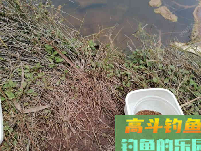 饵料是靠什么诱鱼？雾化、颜色、味道，到底是什么