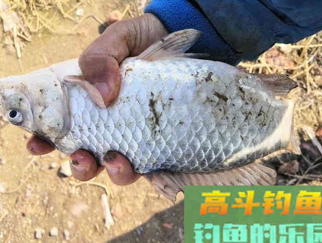 冬钓斤鲫，自制饵窝料详细教学