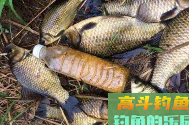 重阳过后，户外野钓鲫鱼时的一些用饵技巧