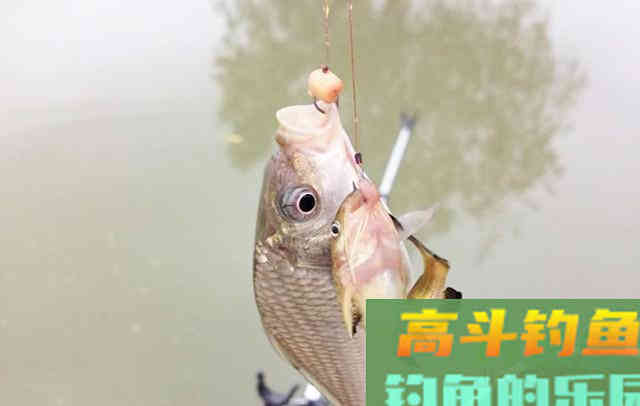 手把手教你腌制小麦饵，鲫鱼鲤鱼都爱吃