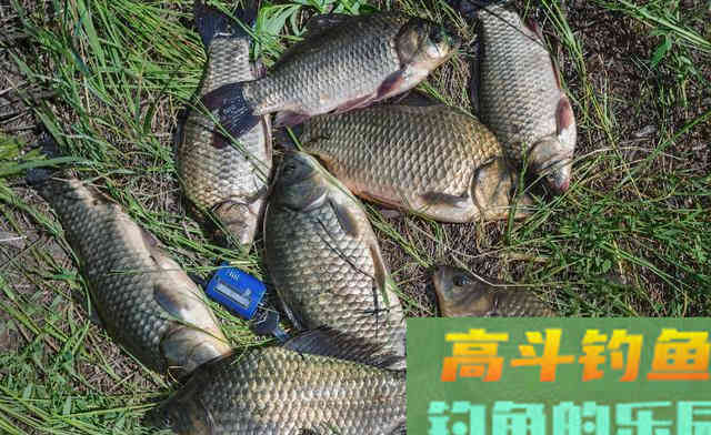 补窝后反倒停口？野钓补窝有三件事至关重要