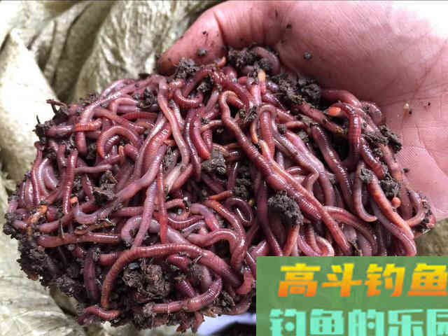 挖的蚯蚓更好？并不见得，不同情况下选用不同蚯蚓