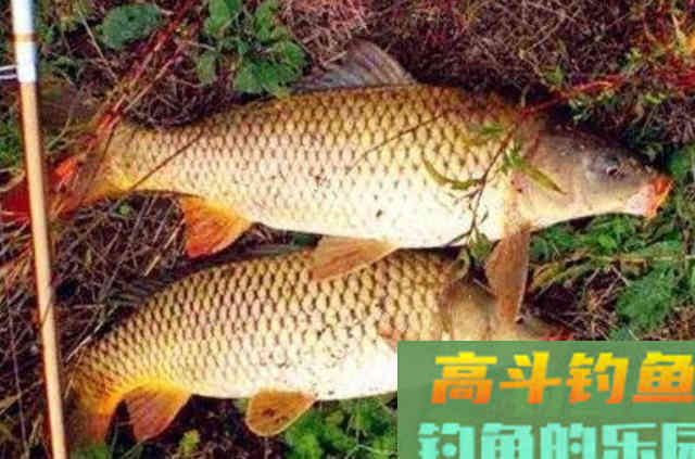 大鲤鱼太狡猾了，被迫才用这特效饵