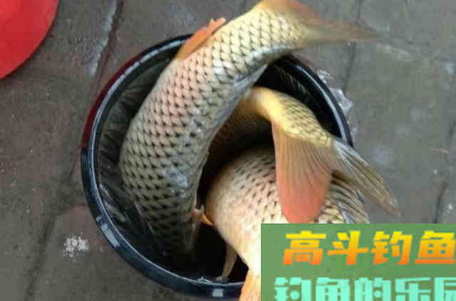 这诱钓绝学我偷偷用了20年，现在想想都来劲
