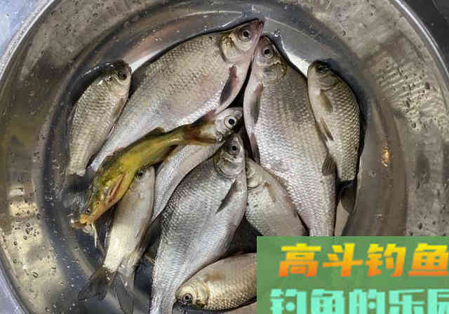 自制颗粒饵料，野钓翘嘴鱼和鲫鱼，钓获3条武昌鱼
