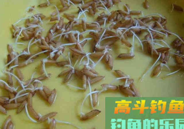 被钓鱼人忽视的绿色钓饵谷芽，制作过程及使用方法