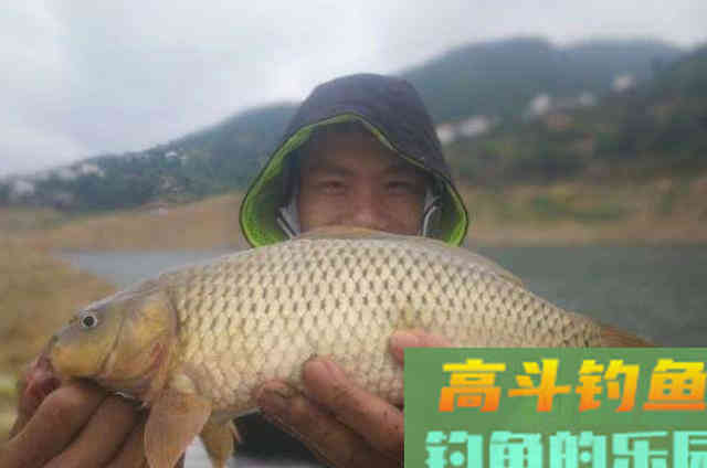 玉米钓鱼只需谨记三个关键，大鲤鱼手到擒来