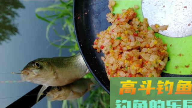 夏季钓鱼，学会这样使用米饭饵，专钓大鲫鱼