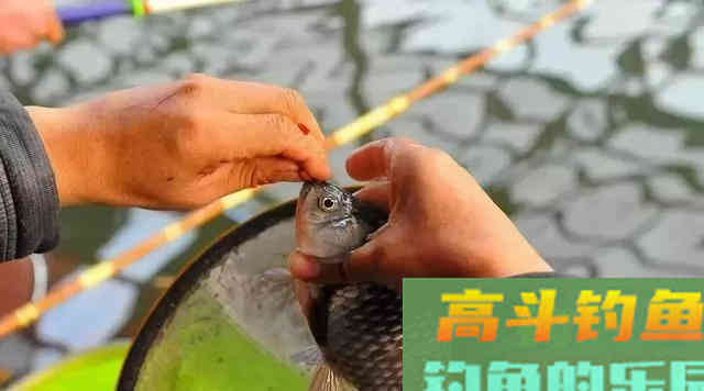 民间最土的2种鲫鱼饵料，越冷效果越好，上大板鲫