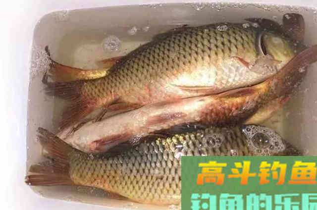 钓鲤鱼的实用饵料，抢手货头一次用就过了瘾