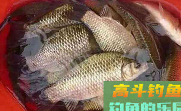 秋季钓大鱼，饵料中加料，效果翻倍，通杀鲫草鲤