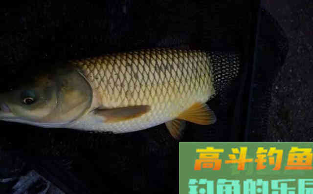 为什么大鱼喜欢吃粗粮？从体型、生存聊选饵之道