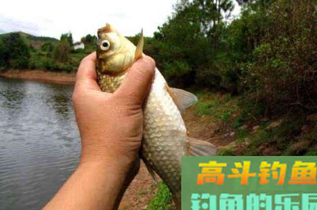 虾米天然饵配方，还有这种特色用法