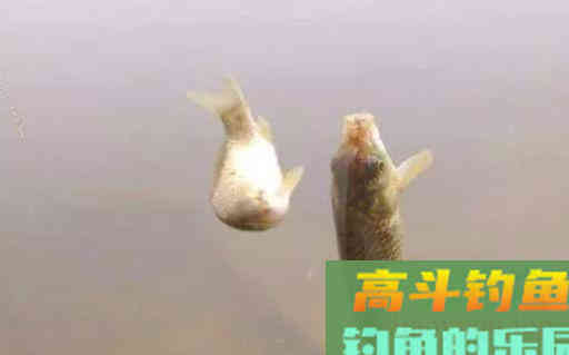 钓鱼用颗粒开拉饵，包教包会，高手小菜一碟