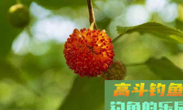 这么香的饵为啥不吃，切莫自以为是，配饵还需换位思考