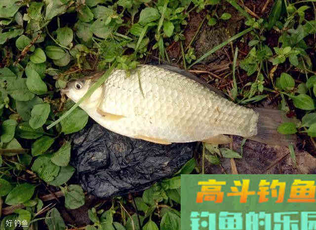 钓友们赶紧看过来，聚鱼技巧，分分钟助你爆护