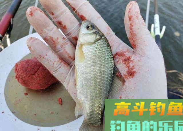 初冬一到，拉饵该怎么样用好？
