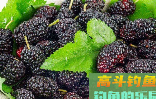与其痴迷所谓的万能饵料配方，不如掌握更多的钓技
