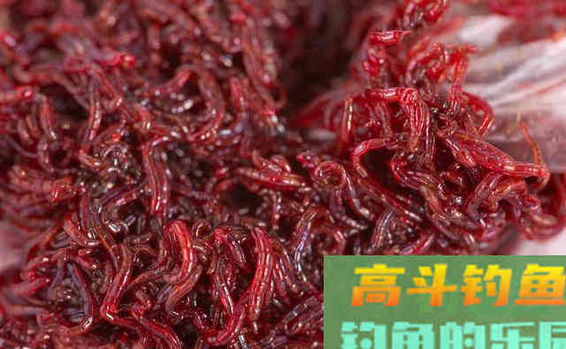 红虫钓鱼说了几十年，但所有这4种虫饵，都不是红虫