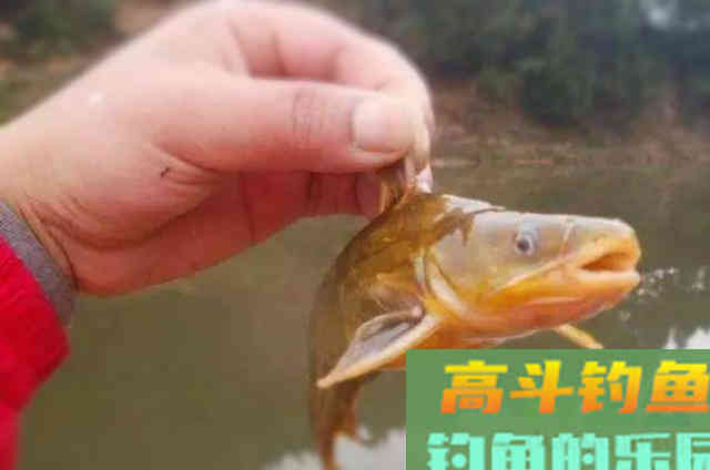 虾米天然饵配方，还有这种特色用法