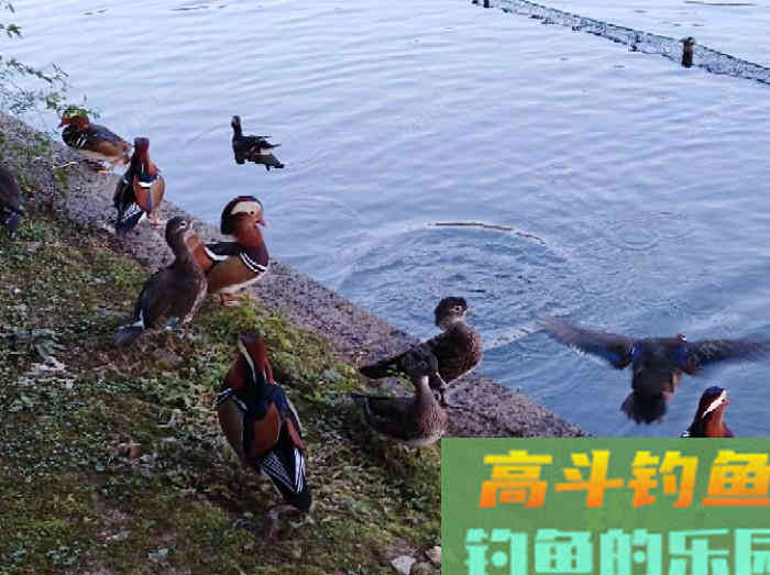 以身言教开饵问题，钓鲫鱼的拉饵或搓饵