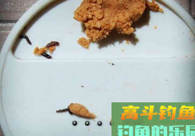 冷天钓鱼别只单挂蚯蚓红虫，多一个小步骤事半功倍