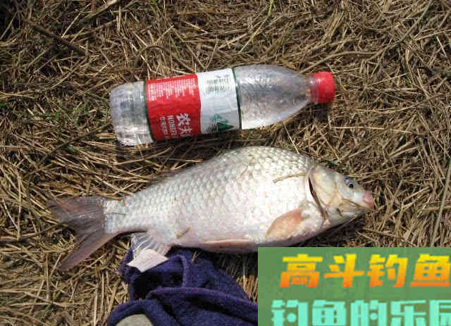 冬季钓鱼的5点体会，并附上我的自制钓鲫饵料配方
