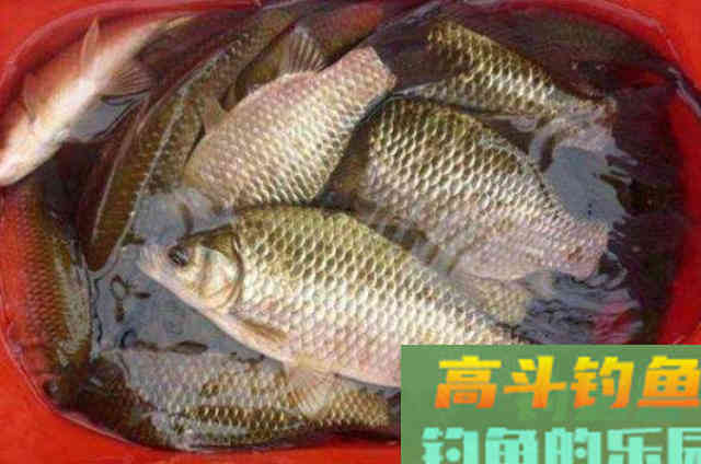野钓鲫鲤鱼时，可供钓友们选择的一款药酒秘方