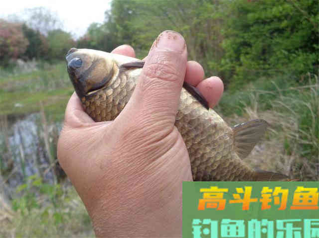 红虫污染水质？换个思路用红虫，效果更好