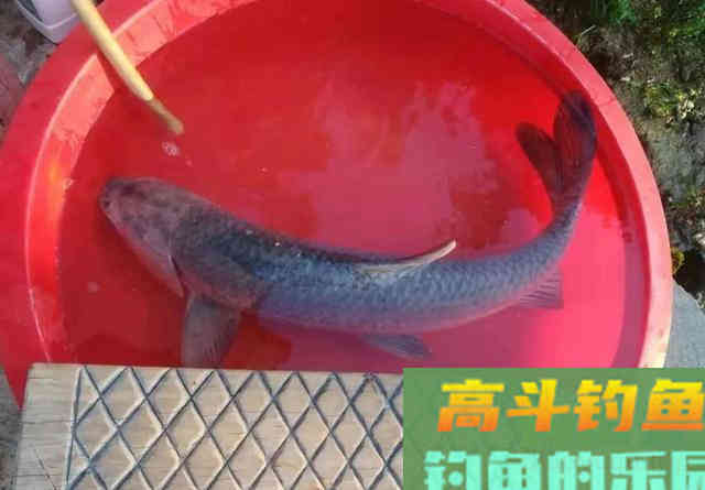 青鱼要用什么饵？选饵要做两手准备