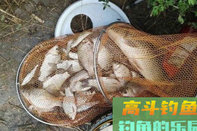 野钓大板鲫，这自制特效饵很管用