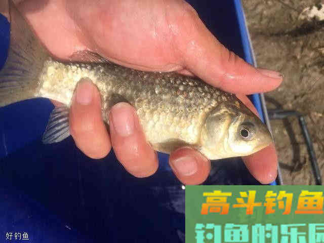 鱼饵四大味型：腥香只是入门，那么酸臭呢？