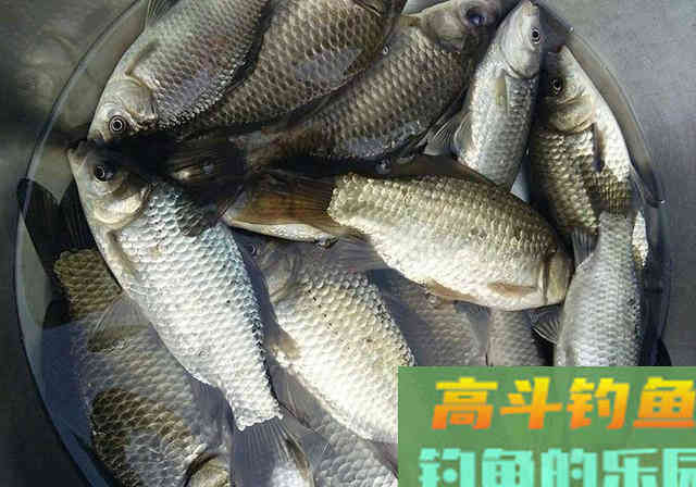 要想板鲫连竿，拥有这款自制麦粒饵，就能满足你