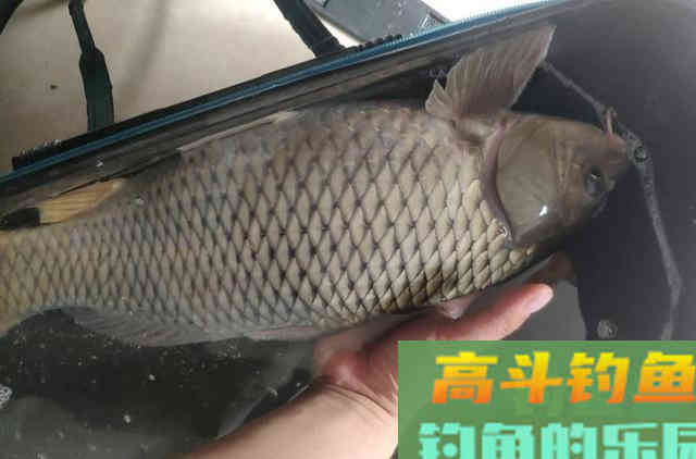 窝料秘方，诱钓野生大板鲫鱼，钓鲫鱼和鲤鱼最佳窝料