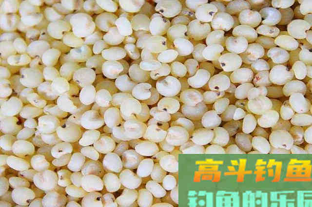用五谷杂粮做窝料，诱鱼效果不比买的差