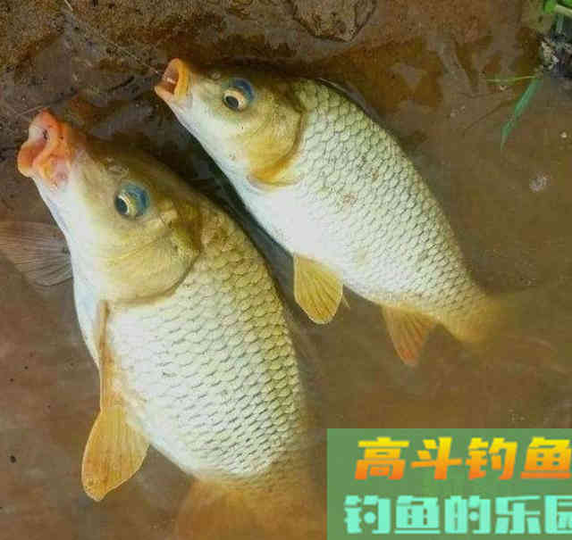 自制窝料钓鱼，用玉米粒野钓10斤鲤鱼，还有野生大草鱼