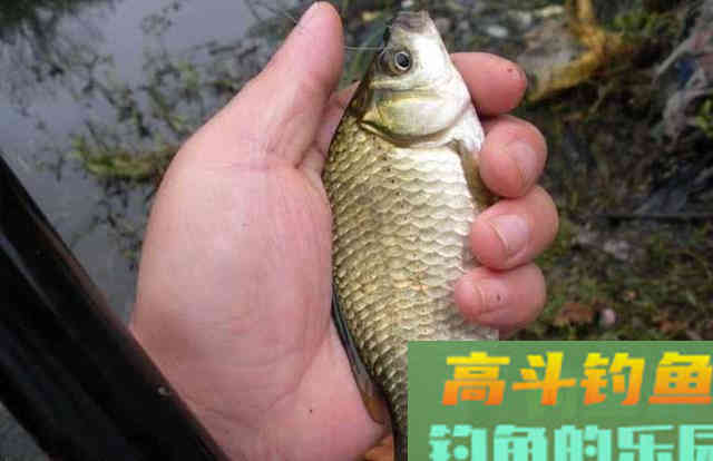 为何鱼口一停，就很难继续连竿，还是打窝出了问题