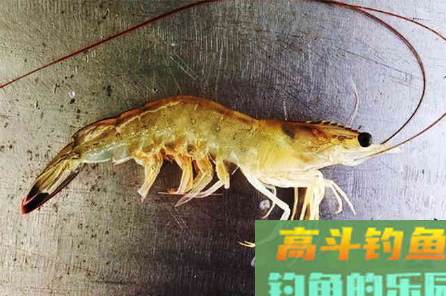 虾肉做饵料，担心用不好！那就看看这篇使用心得