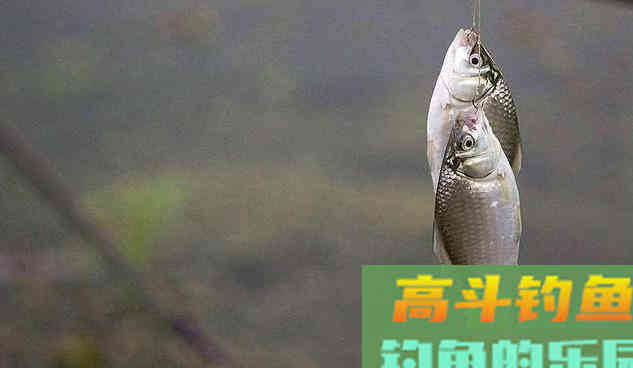 关于冬钓用拉饵，调漂和找底，可不能等闲视之