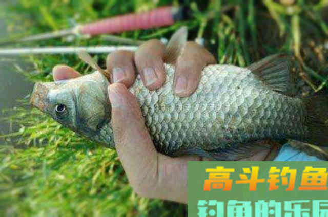 库钓打窝，这套诱鱼五步曲才是制胜的关键