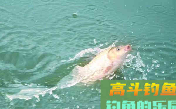 自制鲤鱼特效饵料，夏季野钓大鲤鱼必备