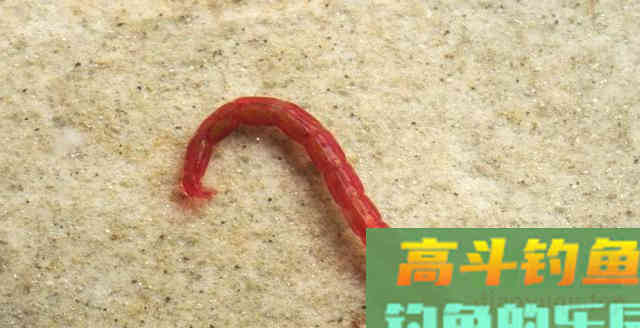 黑坑老板为什么都不让用红虫钓鱼？真正的原因有3点