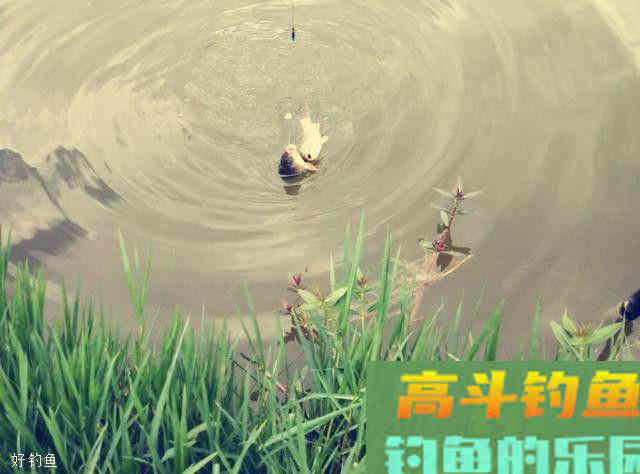 钓友们赶紧看过来，聚鱼技巧，分分钟助你爆护