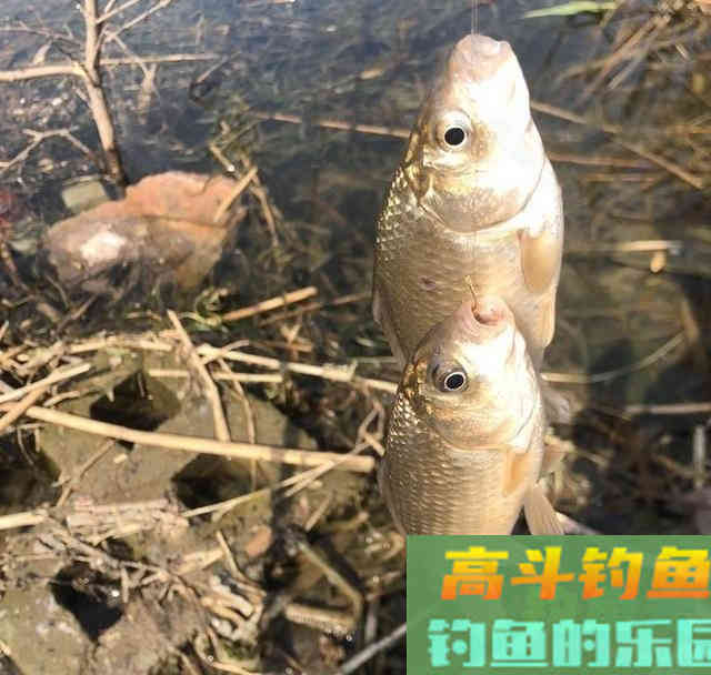 矶竿野钓鲫鱼,串钩挂红虫钓法,10多条大板鲫鱼 矶竿野钓鲫鱼,串钩挂红虫钓法,10多条大板鲫鱼