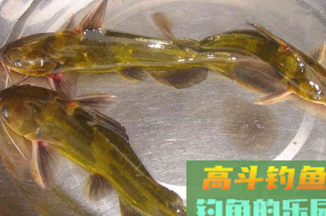 适合钓黄颡鱼的饵料，比蚯蚓效果不会差