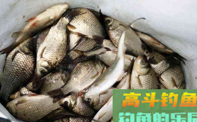 饵料有几种，钓鱼如何选饵料？这些答案在这里