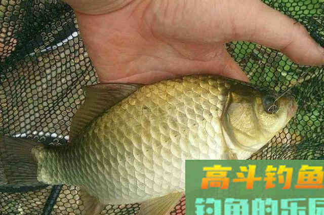 冬季野钓大鲫鱼时，可以代替钓鱼小药使用的一些辅料