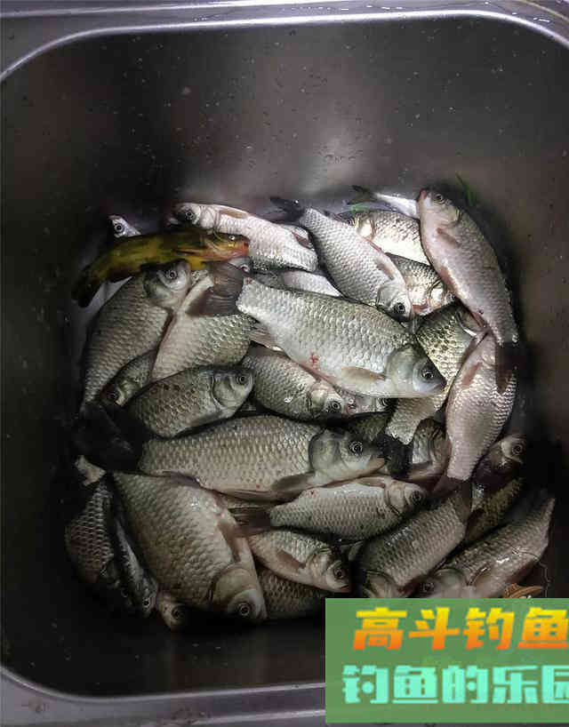嫩玉米这样挂可大幅提高中鱼概率，不同的鱼用不同挂法