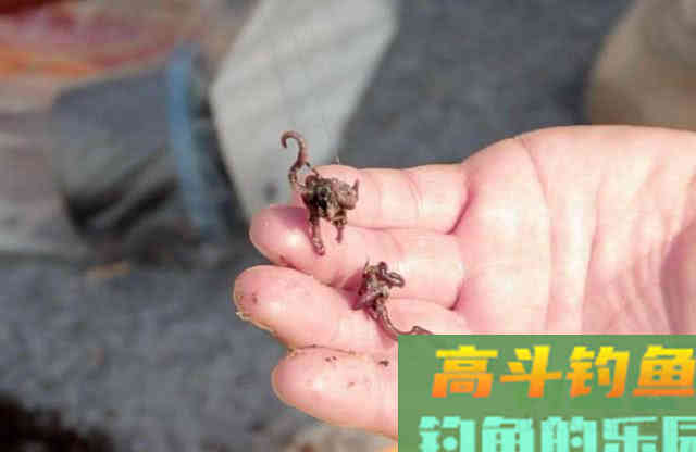野钓的一款好的万能饵，这是一款最简单的
