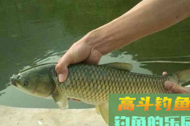 秋分后钓草鱼要常用这类草鱼饵